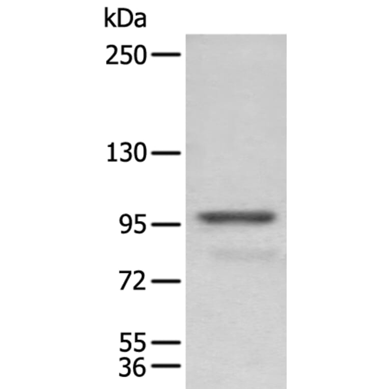 PDCD6IP Antibody from Signalway Antibody (43906) - Antibodies.com
