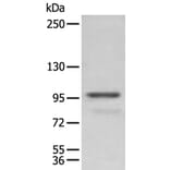 PDCD6IP Antibody from Signalway Antibody (43906) - Antibodies.com