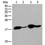 TMEM254 Antibody from Signalway Antibody (43998) - Antibodies.com