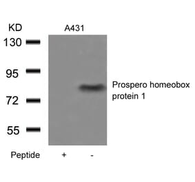 Western blot - Prospero homeobox protein 1 Antibody from Signalway Antibody (21409) - Antibodies.com