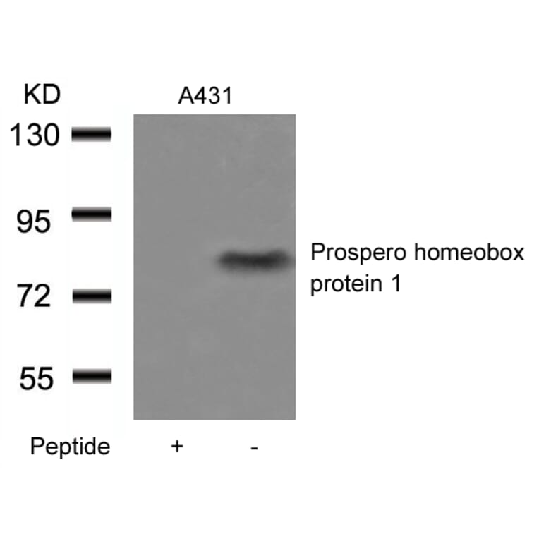 Western blot - Prospero homeobox protein 1 Antibody from Signalway Antibody (21409) - Antibodies.com