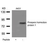 Western blot - Prospero homeobox protein 1 Antibody from Signalway Antibody (21409) - Antibodies.com