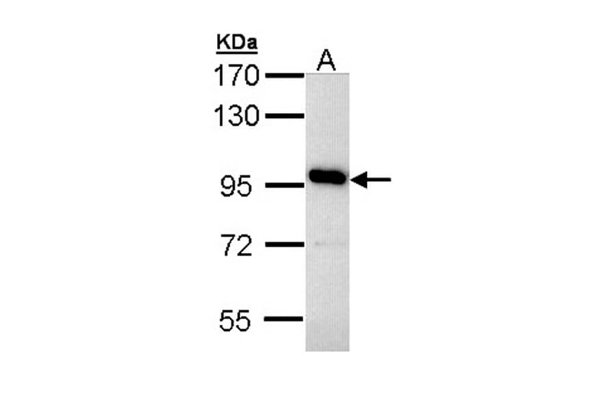 V-ATPase 116 kDa isoform a4 antibody from Signalway Antibody (22746) - Antibodies.com