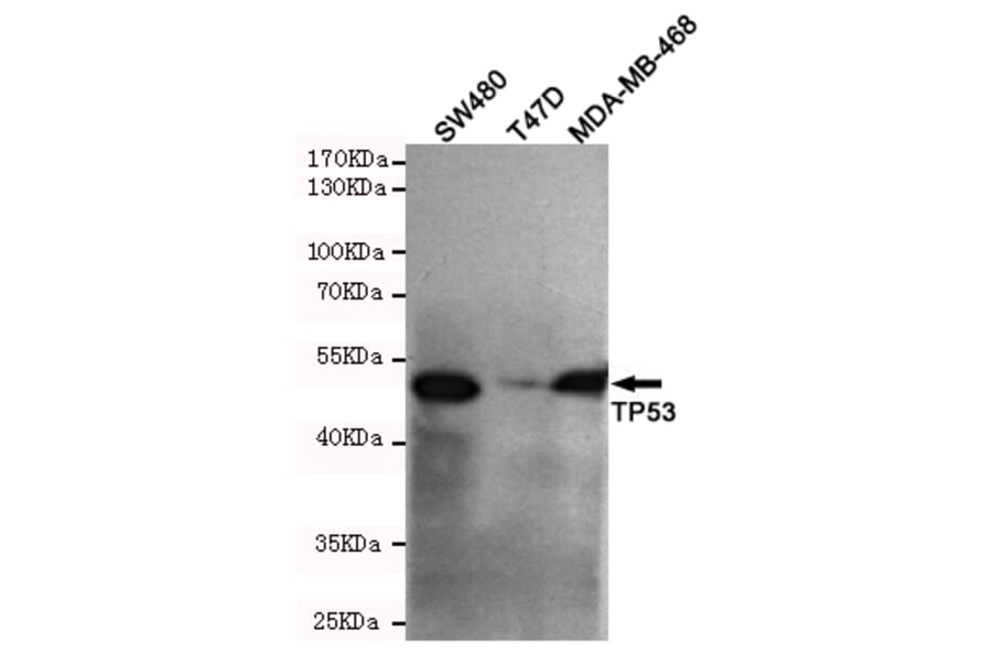 Western blot - p53 (C-terminus) Monoclonal Antibody from Signalway Antibody (27172) - Antibodies.com