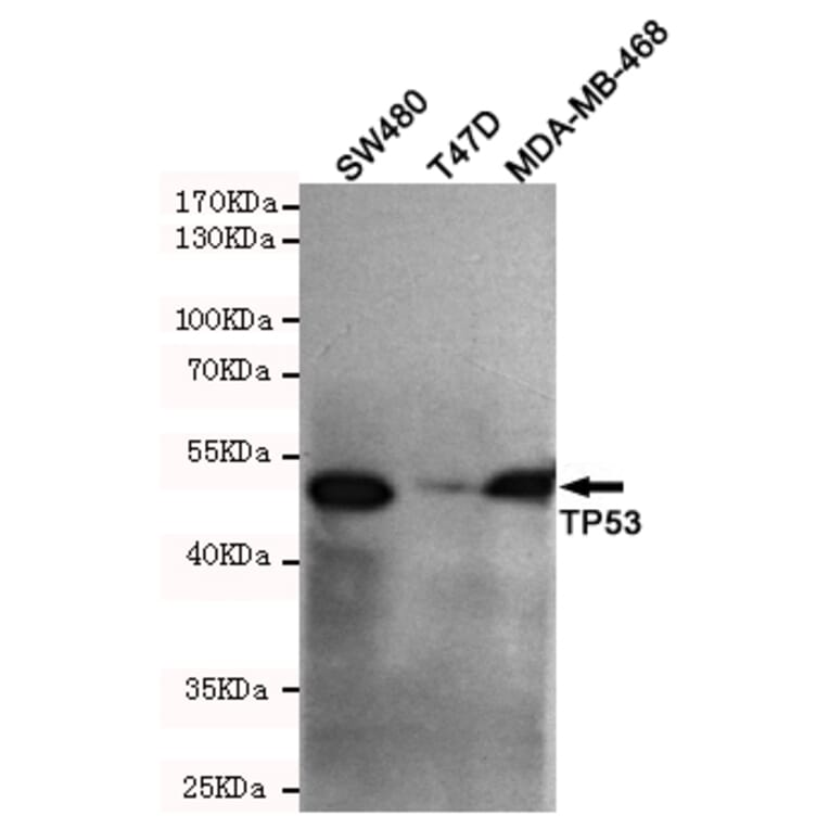 Western blot - p53 (C-terminus) Monoclonal Antibody from Signalway Antibody (27172) - Antibodies.com