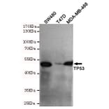 Western blot - p53 (C-terminus) Monoclonal Antibody from Signalway Antibody (27172) - Antibodies.com