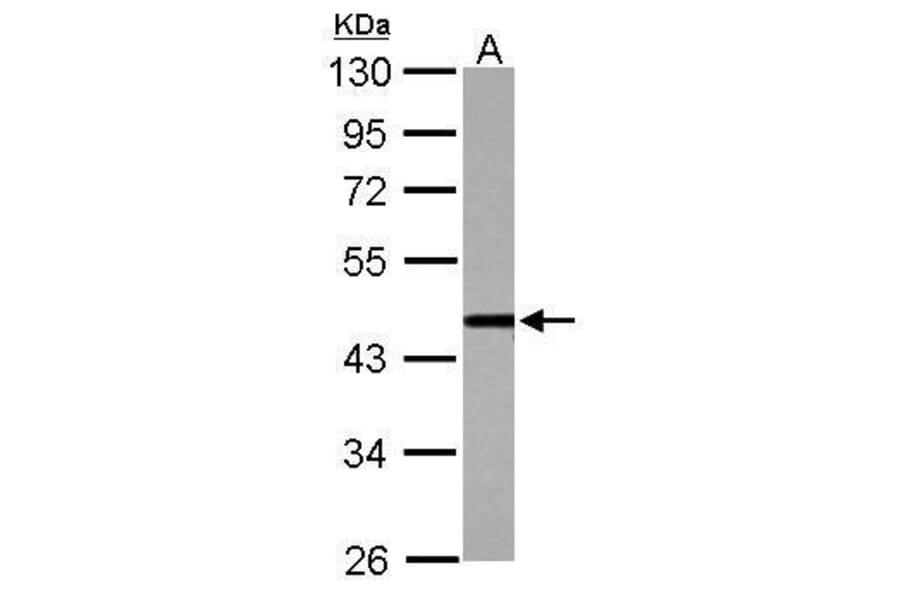cleavage stimulation factor Antibody from Signalway Antibody (35503) - Antibodies.com
