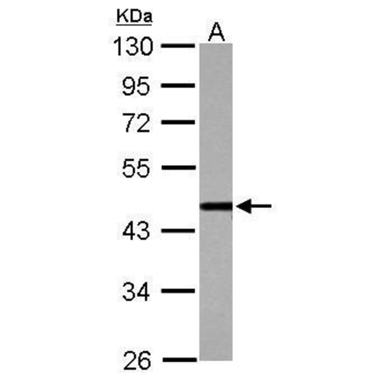 cleavage stimulation factor Antibody from Signalway Antibody (35503) - Antibodies.com