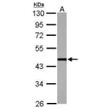 cleavage stimulation factor Antibody from Signalway Antibody (35503) - Antibodies.com