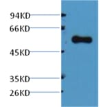 Western blot - Alliinase Rabbit Polyclonal Antibody from Signalway Antibody (38042) - Antibodies.com