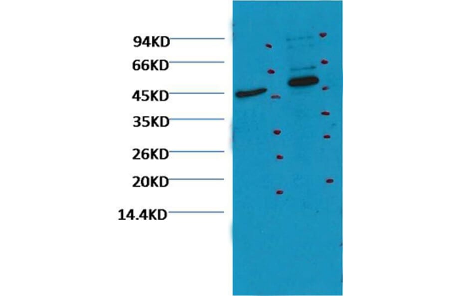 Western blot - CD16 Mouse Monoclonal Antibody (Q32) from Signalway Antibody (38047) - Antibodies.com