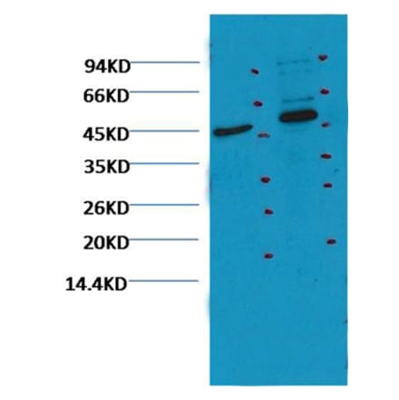 Western blot - CD16 Mouse Monoclonal Antibody (Q32) from Signalway Antibody (38047) - Antibodies.com