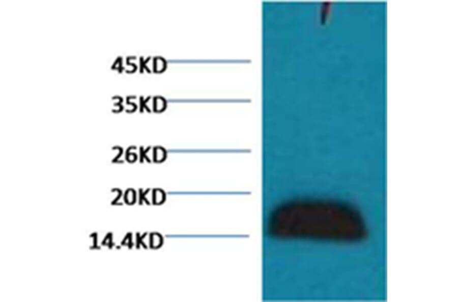 Western blot - Histone H3 Mouse Monoclonal Antibody from Signalway Antibody (38062) - Antibodies.com