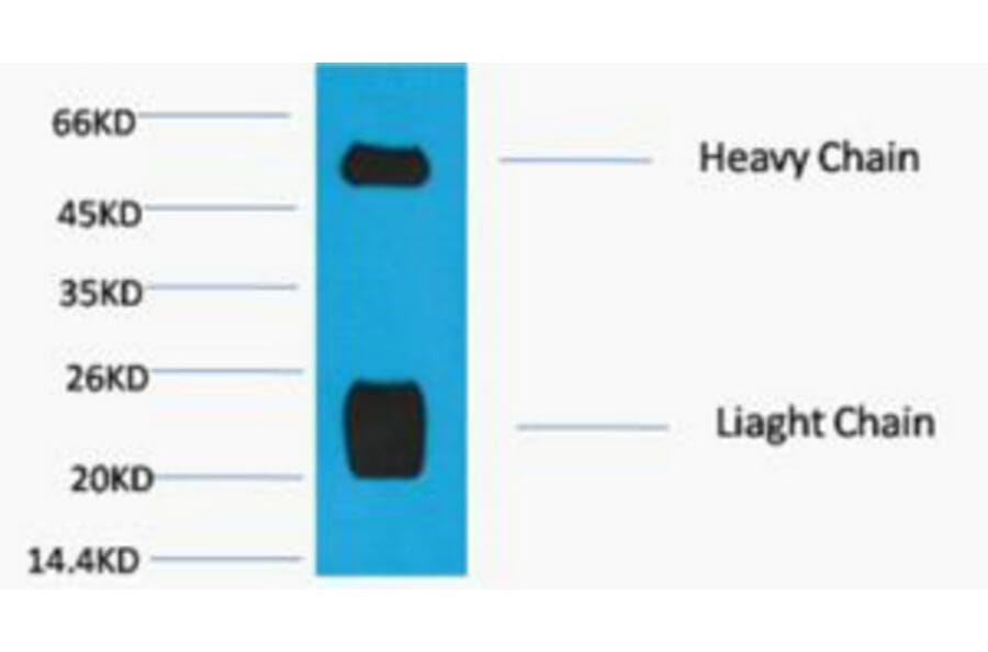 Western blot - Rabbit IgG (H+L) Monoclonal Antibody from Signalway Antibody (40496) - Antibodies.com