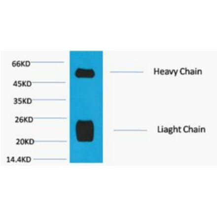 Western blot - Rabbit IgG (H+L) Monoclonal Antibody from Signalway Antibody (40496) - Antibodies.com
