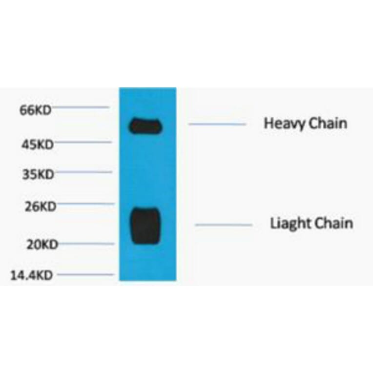 Western blot - Rabbit IgG (H+L) Monoclonal Antibody from Signalway Antibody (40496) - Antibodies.com