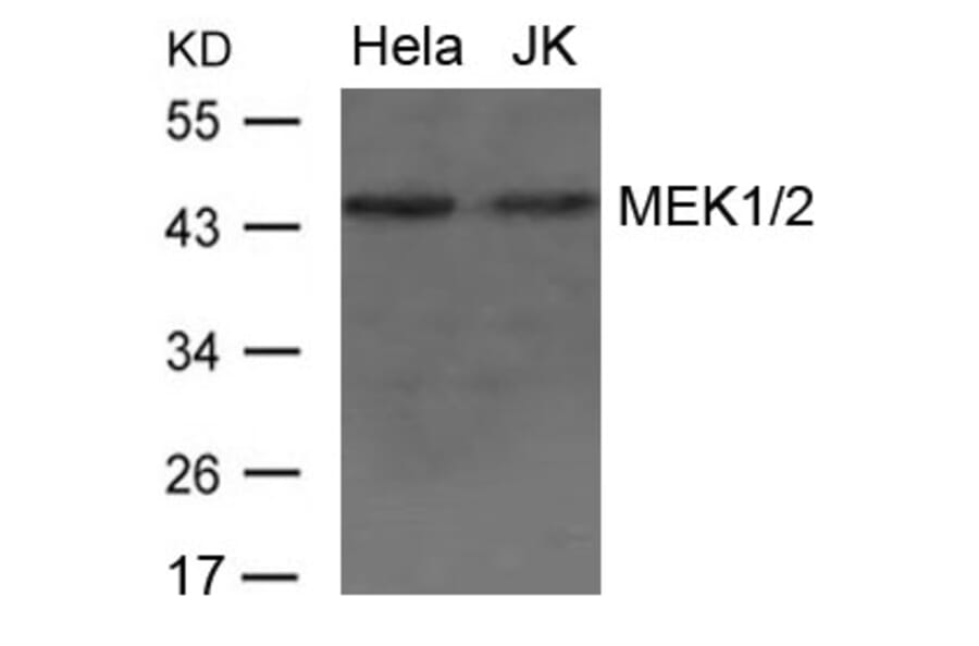 Western blot - MEK1/2 Antibody from Signalway Antibody (21428) - Antibodies.com