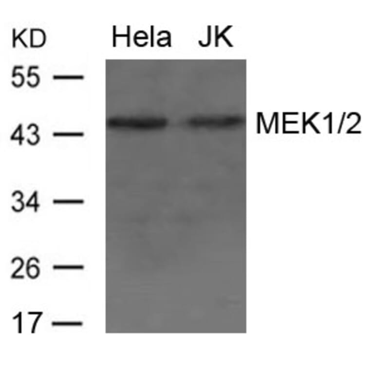 Western blot - MEK1/2 Antibody from Signalway Antibody (21428) - Antibodies.com