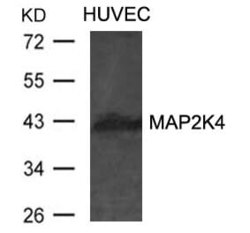 Western blot - MAP2K4 Antibody from Signalway Antibody (21441) - Antibodies.com
