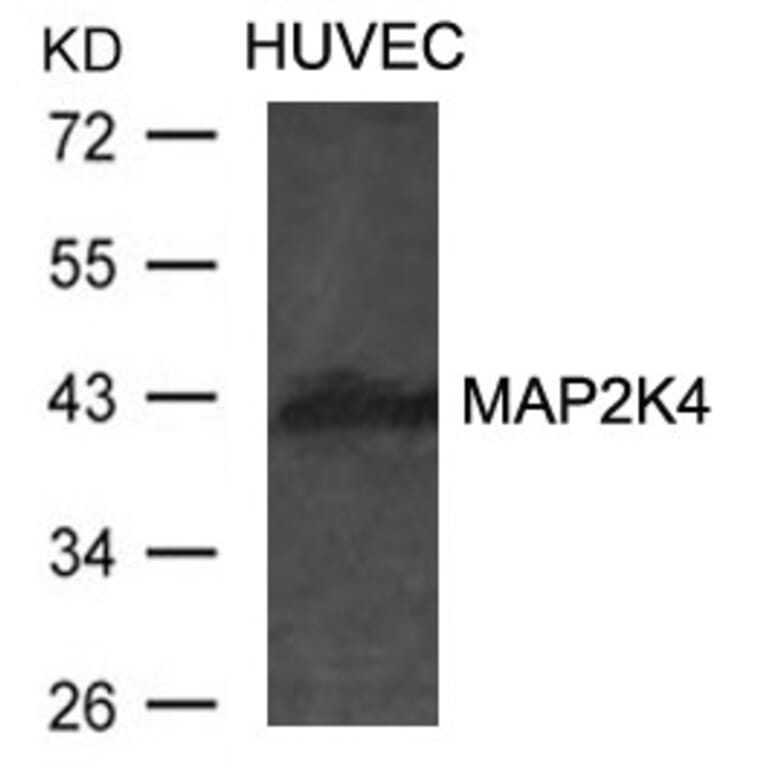 Western blot - MAP2K4 Antibody from Signalway Antibody (21441) - Antibodies.com