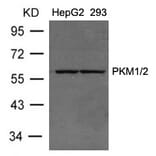 Western blot - PKM1/2 Antibody from Signalway Antibody (21456) - Antibodies.com
