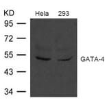 Western blot - GATA-4 Antibody from Signalway Antibody (21496) - Antibodies.com