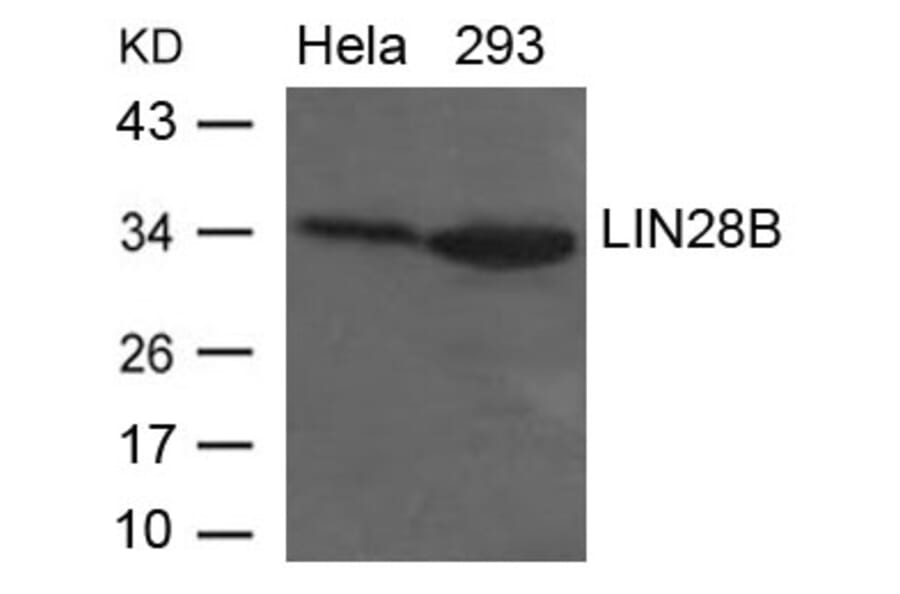 Western blot - LIN28B Antibody from Signalway Antibody (21626) - Antibodies.com