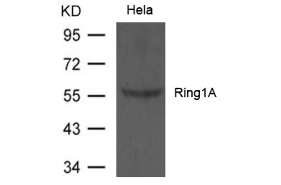 Western blot - Ring1A Antibody from Signalway Antibody (21629) - Antibodies.com