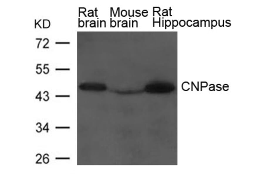 Western blot - CNPase Antibody from Signalway Antibody (21639) - Antibodies.com