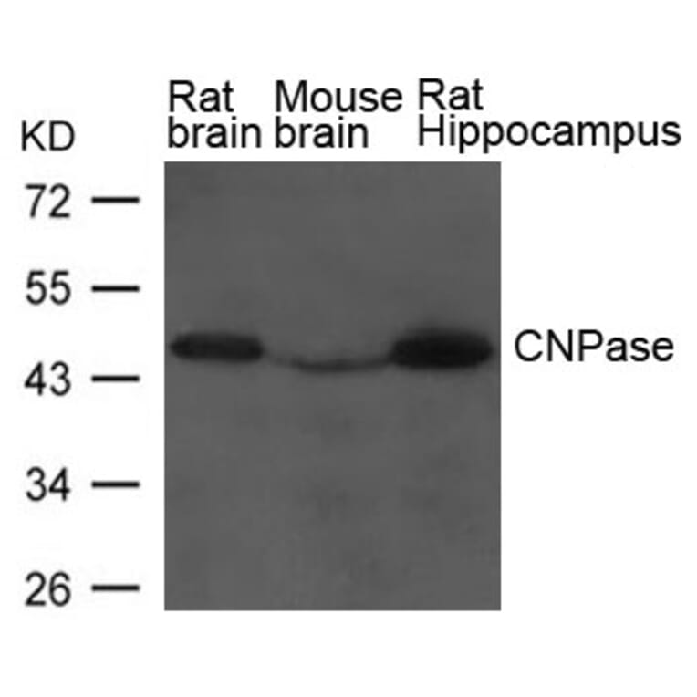 Western blot - CNPase Antibody from Signalway Antibody (21639) - Antibodies.com