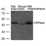 Western blot - CNPase Antibody from Signalway Antibody (21639) - Antibodies.com
