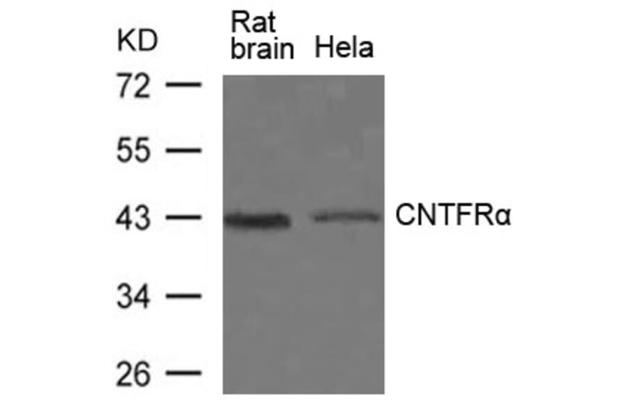 Western blot - CNTFRa Antibody from Signalway Antibody (21641) - Antibodies.com