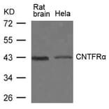 Western blot - CNTFRa Antibody from Signalway Antibody (21641) - Antibodies.com