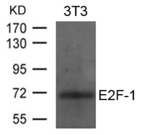 Western blot - E2F-1 Antibody from Signalway Antibody (21646) - Antibodies.com