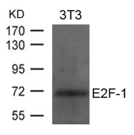 Western blot - E2F-1 Antibody from Signalway Antibody (21646) - Antibodies.com
