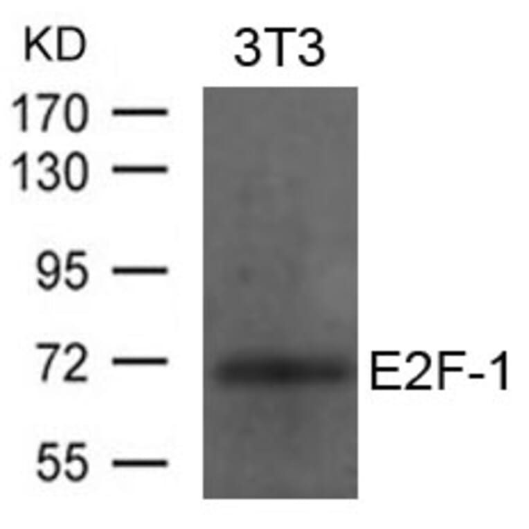 Western blot - E2F-1 Antibody from Signalway Antibody (21646) - Antibodies.com