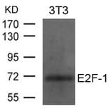 Western blot - E2F-1 Antibody from Signalway Antibody (21646) - Antibodies.com