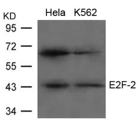 Western blot - E2F-2 Antibody from Signalway Antibody (21657) - Antibodies.com