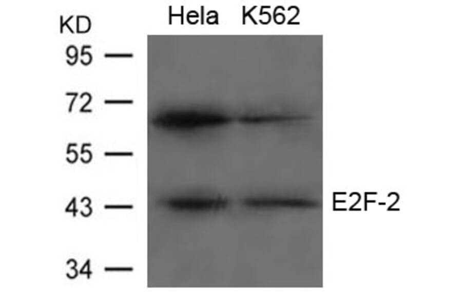 Western blot - E2F-2 Antibody from Signalway Antibody (21657) - Antibodies.com