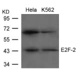 Western blot - E2F-2 Antibody from Signalway Antibody (21657) - Antibodies.com