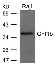 Western blot analysis of extracts from Raji cells using GFI1b Antibody #21664.
