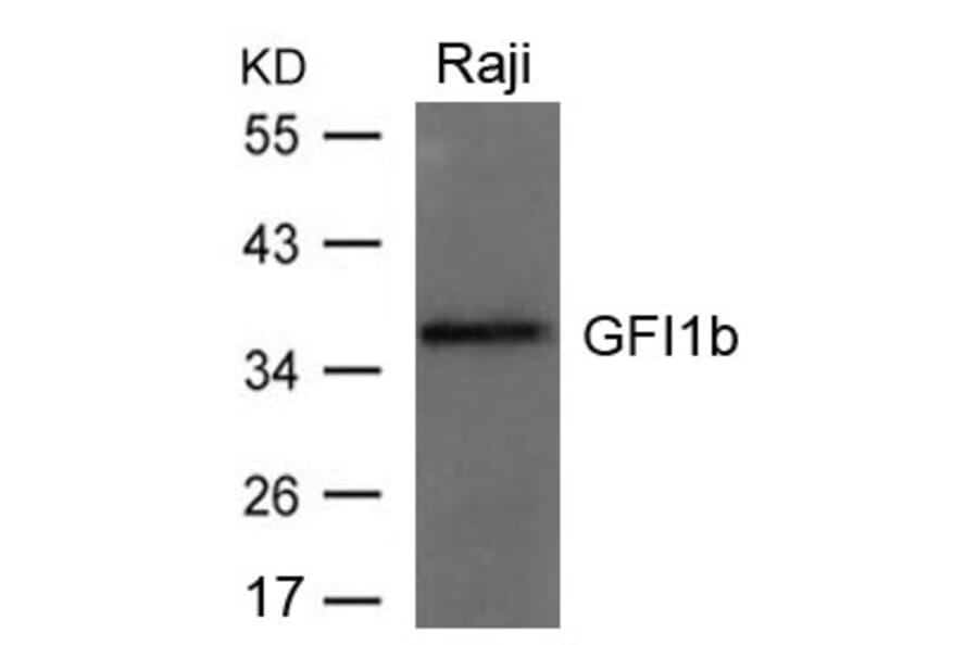 Western blot - GFI1b Antibody from Signalway Antibody (21664) - Antibodies.com