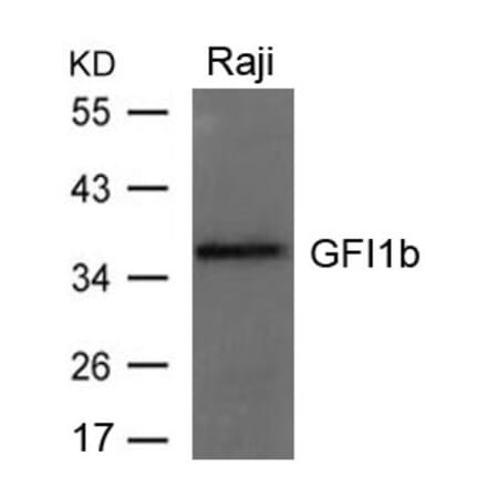 Western blot - GFI1b Antibody from Signalway Antibody (21664) - Antibodies.com