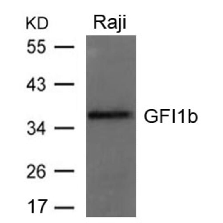 Western blot - GFI1b Antibody from Signalway Antibody (21664) - Antibodies.com