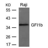 Western blot - GFI1b Antibody from Signalway Antibody (21664) - Antibodies.com