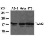 Western blot - Twist2 Antibody from Signalway Antibody (21669) - Antibodies.com