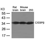 Western blot - C/EBPb Antibody from Signalway Antibody (21675) - Antibodies.com