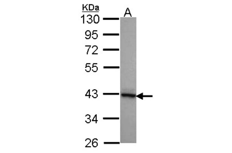 DNAJB2 antibody from Signalway Antibody (22071) - Antibodies.com