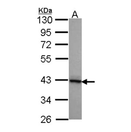 DNAJB2 antibody from Signalway Antibody (22071) - Antibodies.com