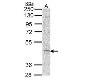 MC5-R antibody from Signalway Antibody (22126) - Antibodies.com